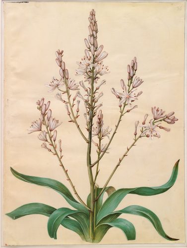 Asphodelus ramosus — Gouache