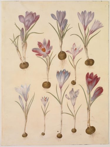 Crocus vernus — Gouache