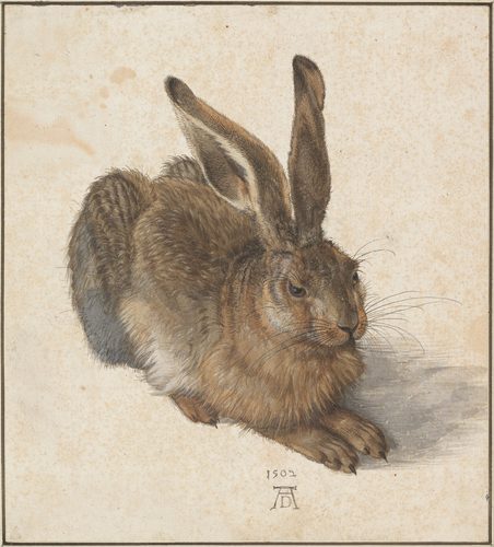 German:  Feldhase Young Hare — Watercolor